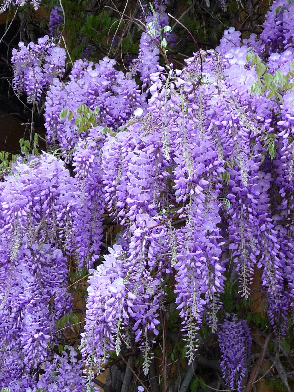 GLICINE WISTERIA SINENSIS PROFILIC VASO 17CM