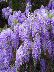 GLICINE WISTERIA SINENSIS PROFILIC VASO 14CM