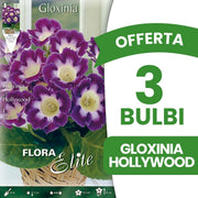 OFFERTA 3 BULBI GLOXINIA HOLLYWOOD