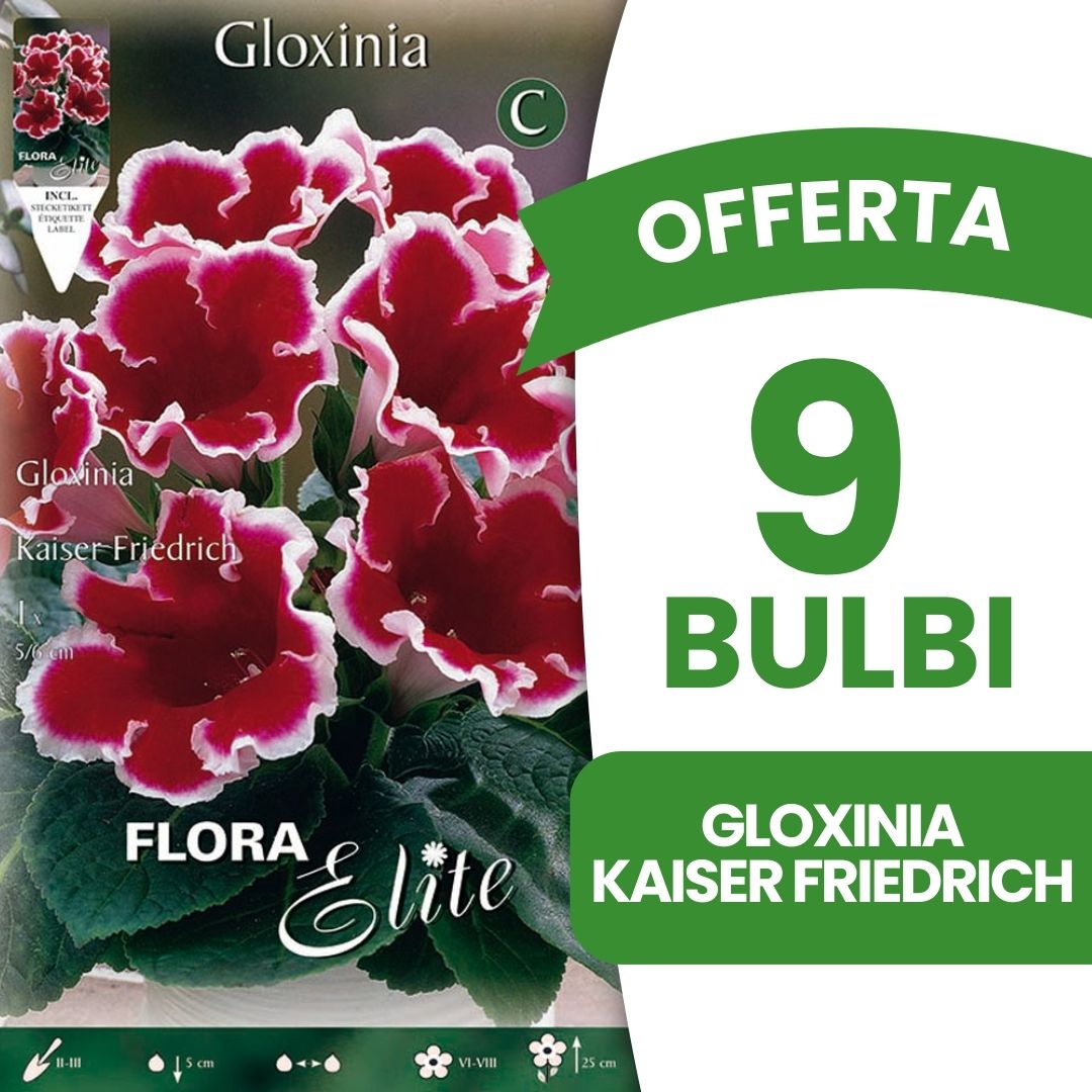 OFFERTA 9 BULBI GLOXINIA KAISER FRIEDRICH