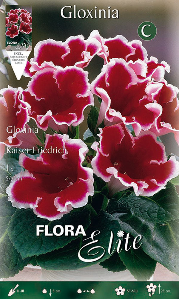 OFFERTA 9 BULBI GLOXINIA KAISER FRIEDRICH