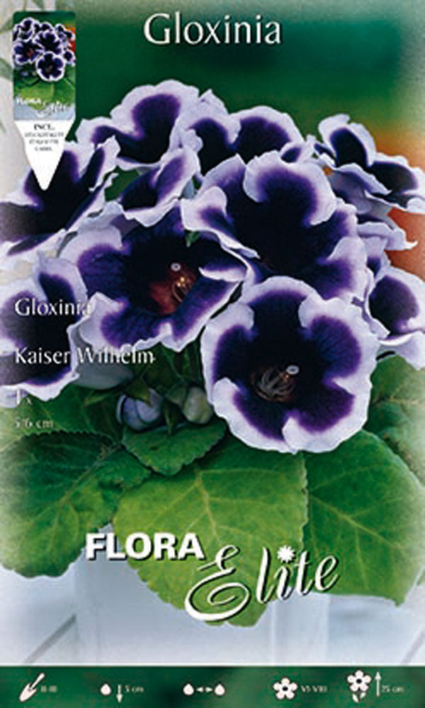OFFERTA 3 BULBI GLOXINIA KAISER WILHELM