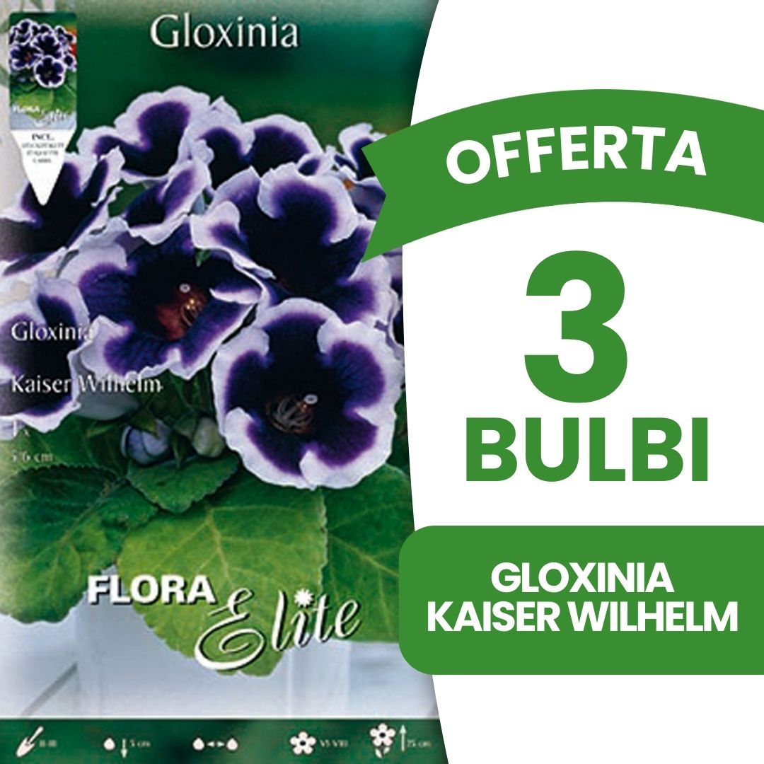 OFFERTA 3 BULBI GLOXINIA KAISER WILHELM