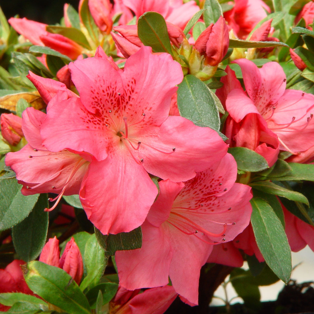 AZALEA JAPONICA RUSTICA GORBELLA VASO 18CM