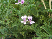 PELAGORNIUM GERANIO ODOROSO LIMONE VASO 12CM