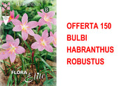 OFFERTA 150 BULBI HABRANTHUS ROBUSTUS