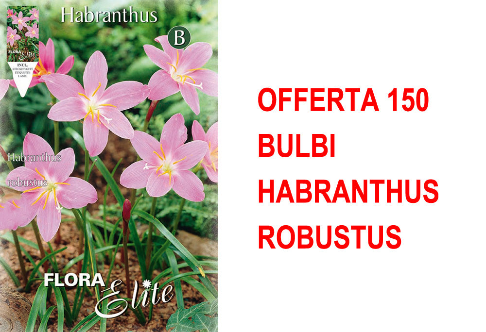 OFFERTA 150 BULBI HABRANTHUS ROBUSTUS