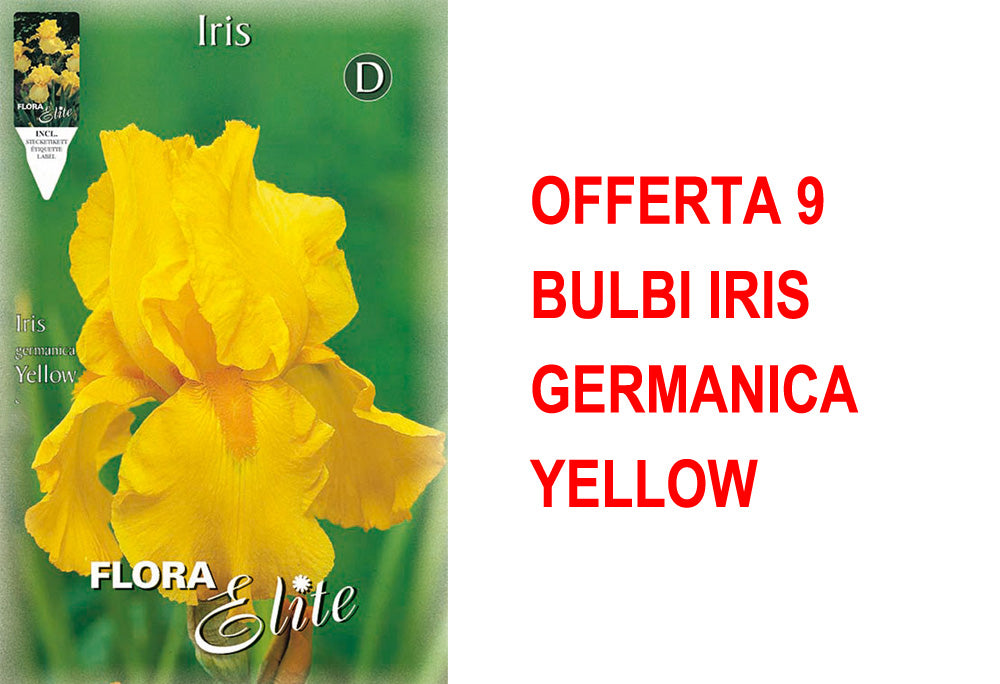 OFFERTA 9 BULBI IRIS GERMANICA YELLOW