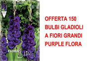 OFFERTA 150 BULBI GLADIOLI A FIORI GRANDI PURPLE FLORA
