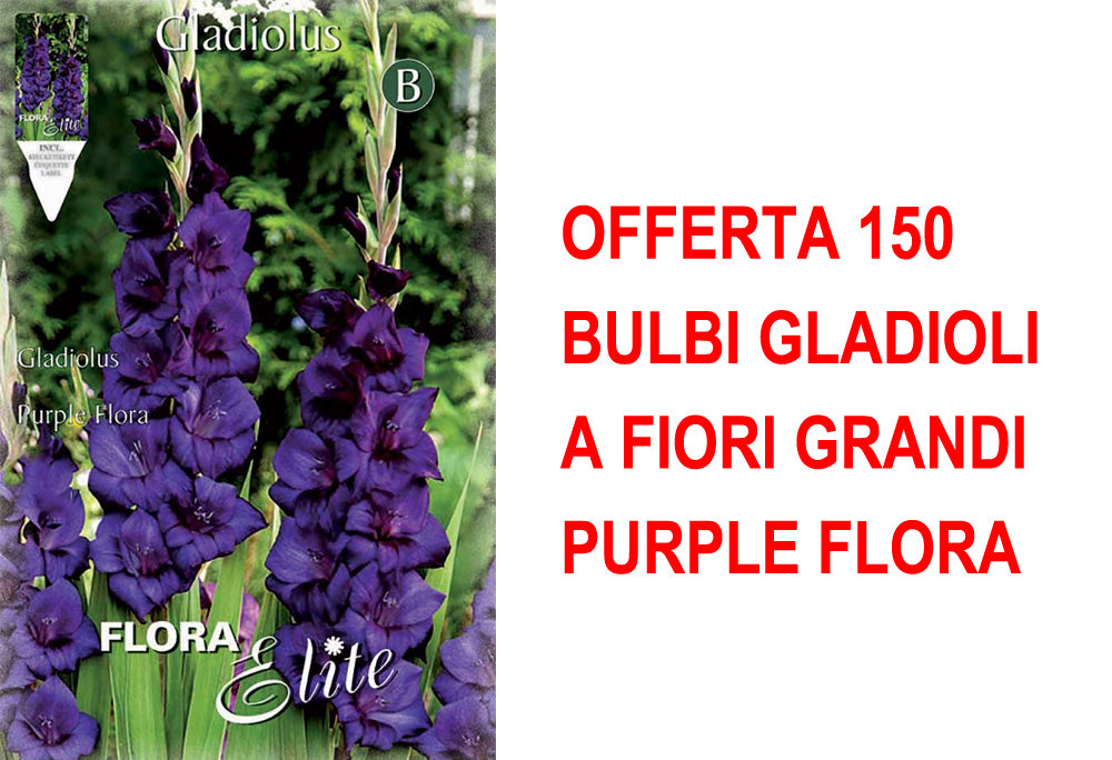 OFFERTA 150 BULBI GLADIOLI A FIORI GRANDI PURPLE FLORA
