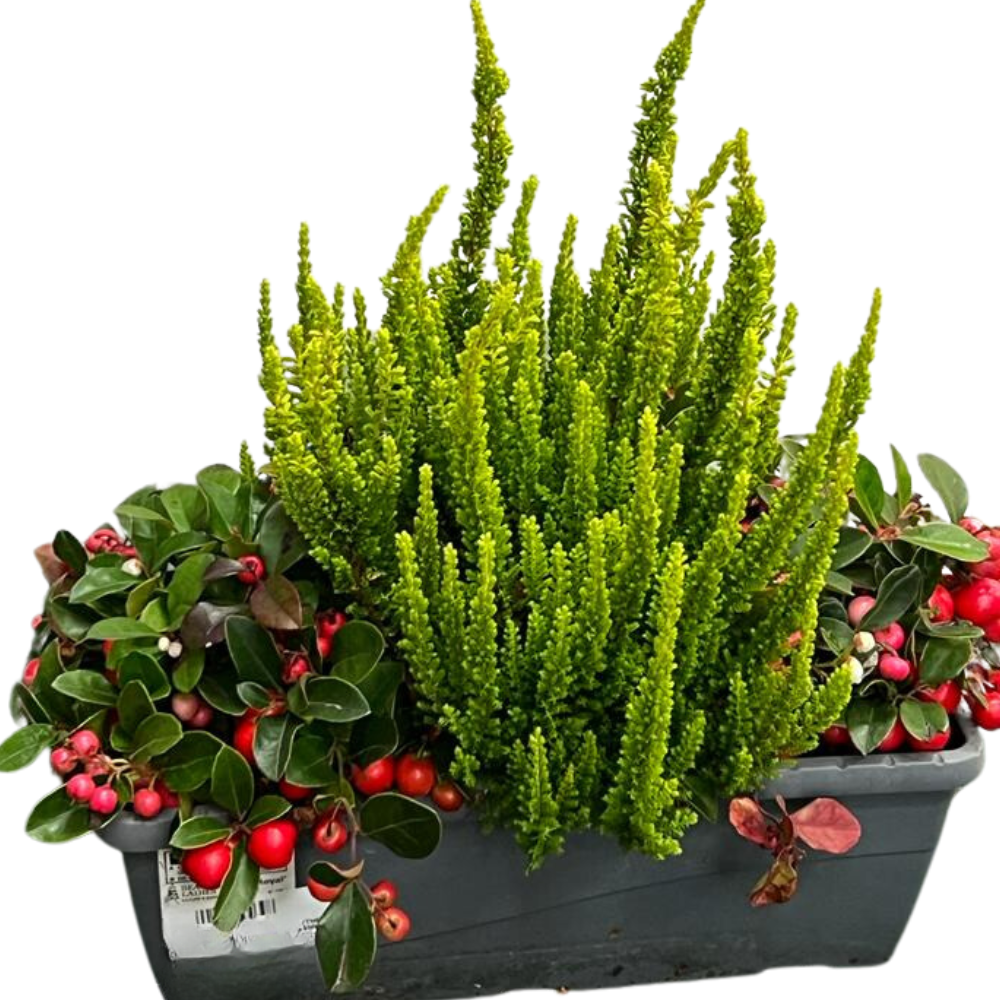 VASCHETTA CON ERICA CALLUNA + GAULTHERIA