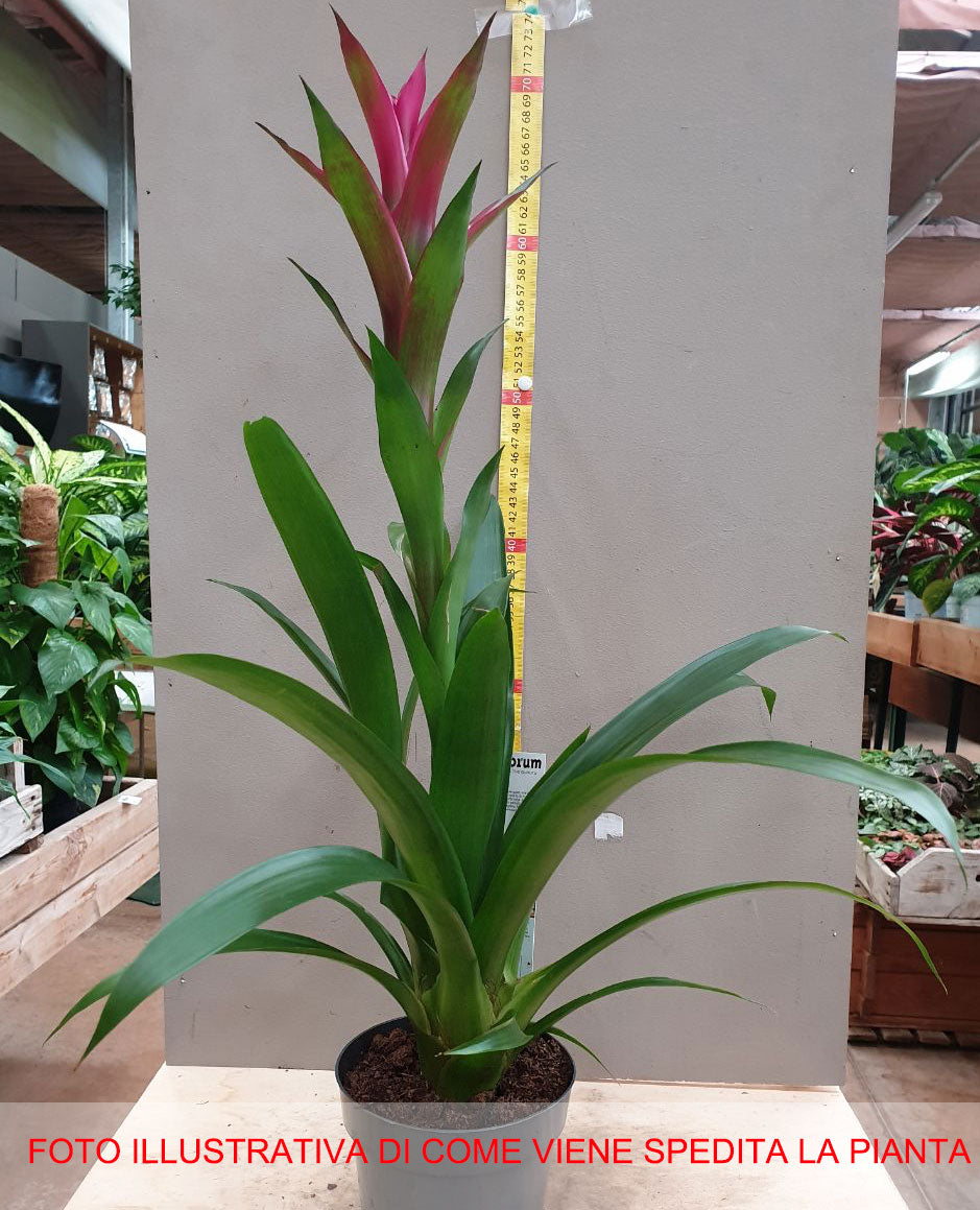 GUZMANIA IN VASO 13CM