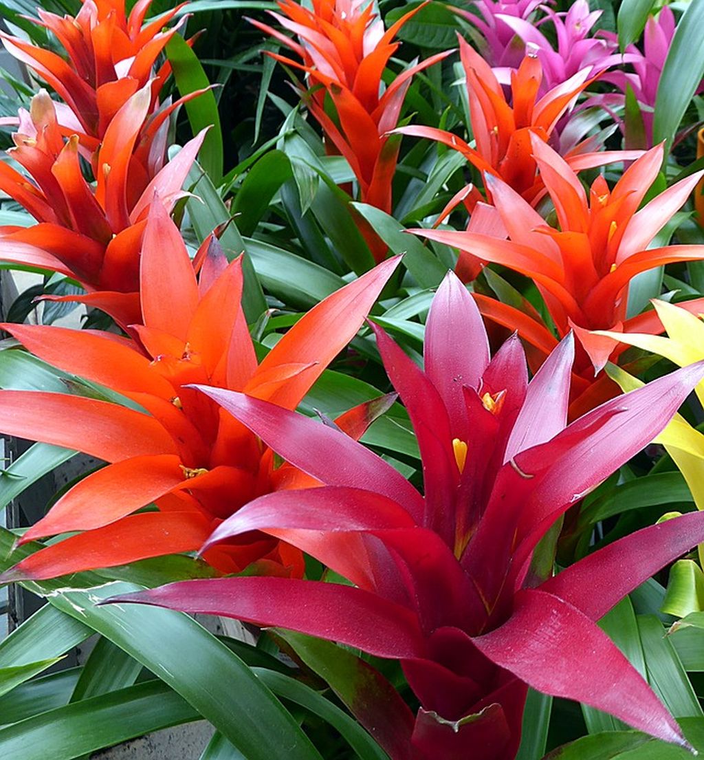 GUZMANIA IN VASO 13CM