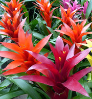 GUZMANIA IN VASO 13CM
