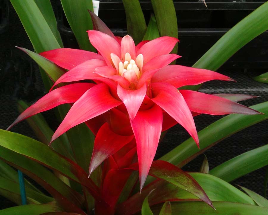 GUZMANIA LIBBY IN VASO 9CM