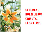 OFFERTA 6 BULBI LILIUM ORIENTAL LADY ALICE