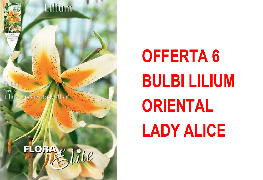 OFFERTA 6 BULBI LILIUM ORIENTAL LADY ALICE
