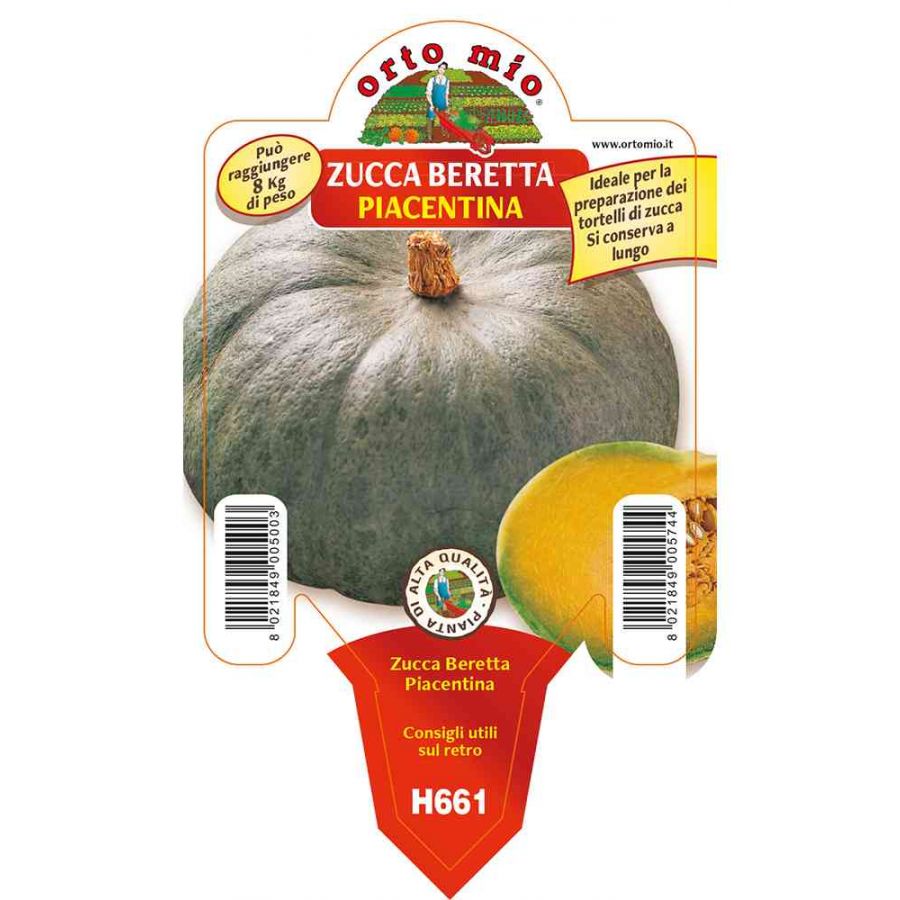 3 PIANTE IN VASO Ø10CM ZUCCA BERETTA PIACENTINA