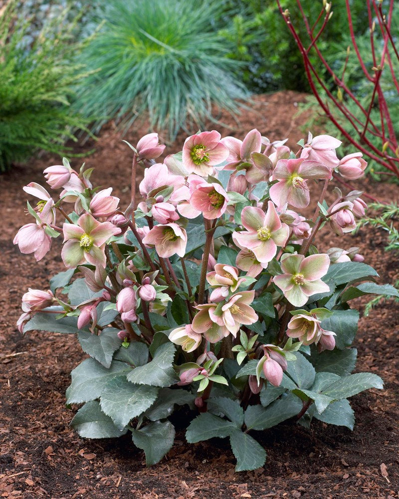 HELLEBORUS ANGEL GLOW ROSA DI NATALE VASO 19CM