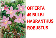 OFFERTA 40 BULBI DI HABRANTHUS ROBUSTUS