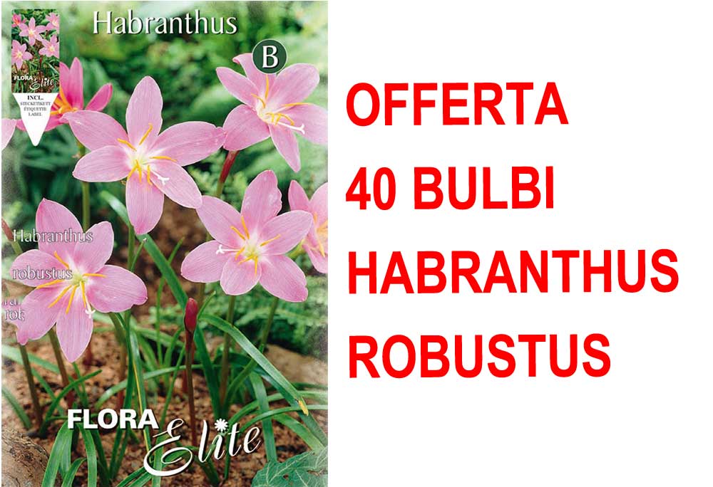 OFFERTA 40 BULBI DI HABRANTHUS ROBUSTUS