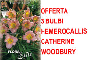 OFFERTA 3 BULBI DI HEMEROCALLIS CATHERINE WOODBURY