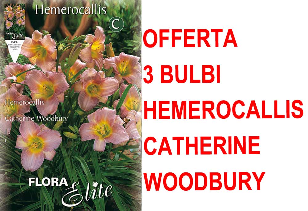 OFFERTA 3 BULBI DI HEMEROCALLIS CATHERINE WOODBURY