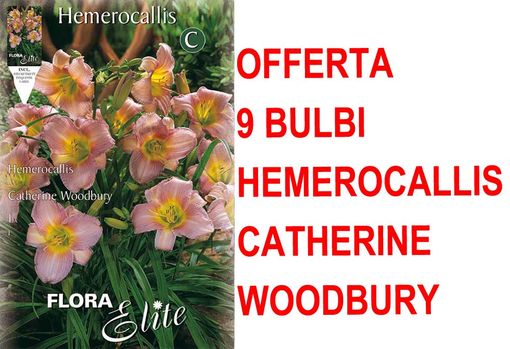 OFFERTA 9 BULBI DI HEMEROCALLIS CATHERINE WOODBURY