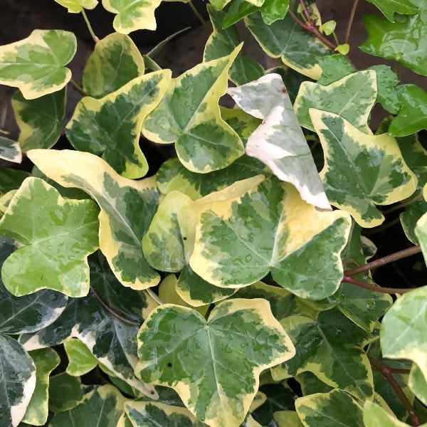 EDERA HELIX VARIEGATA IN BASKET APPENDIBILE 20CM