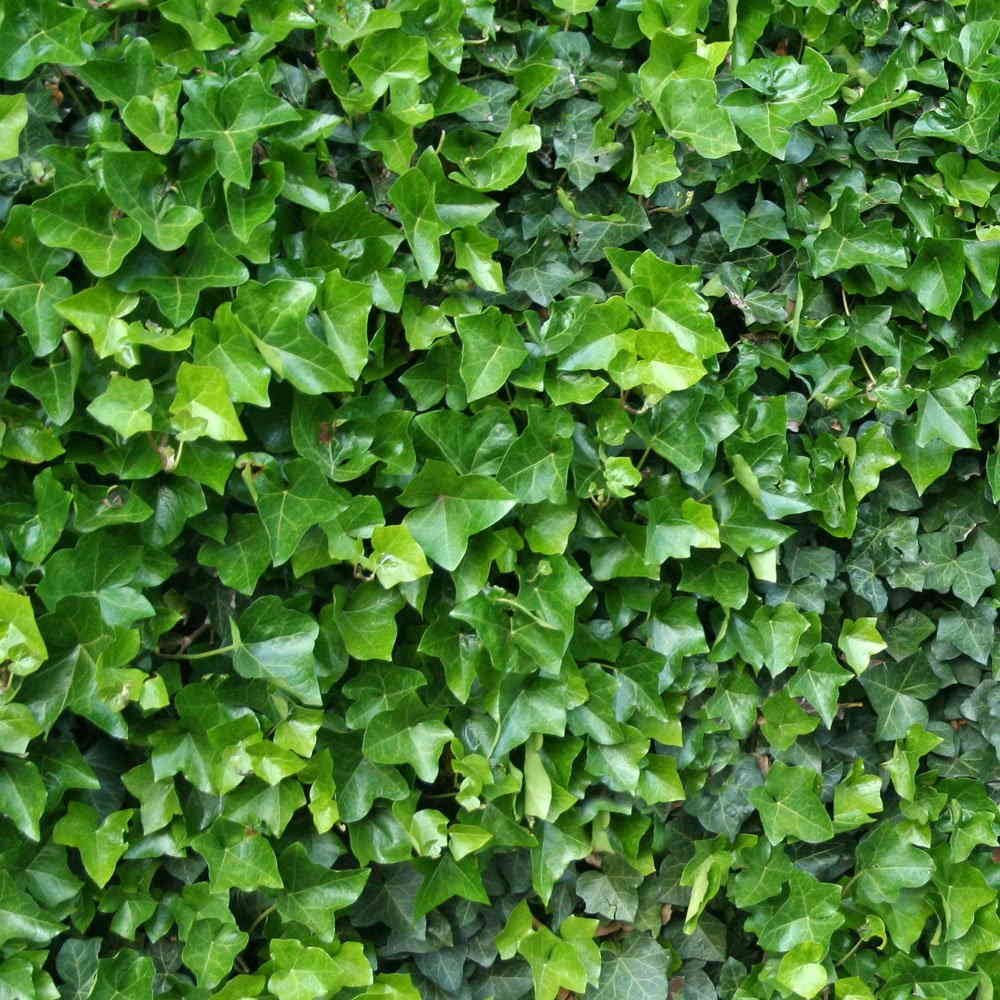 BOX 6 PIANTE EDERA HIBERNICA IN VASO 9CM