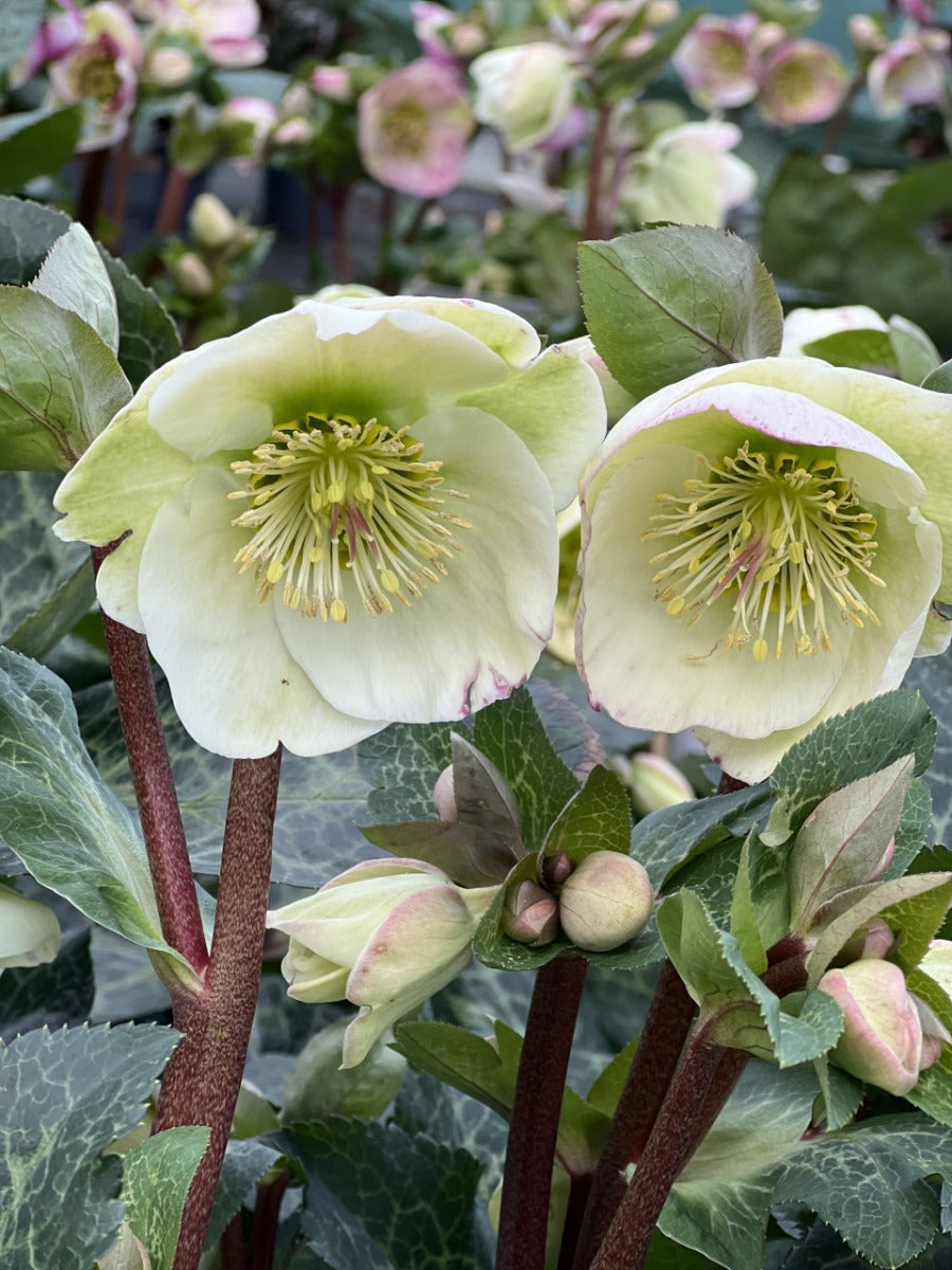 HELLEBORUS ORIENTALIS ROSA DI NATALE ASSORTITO VASO 15CM