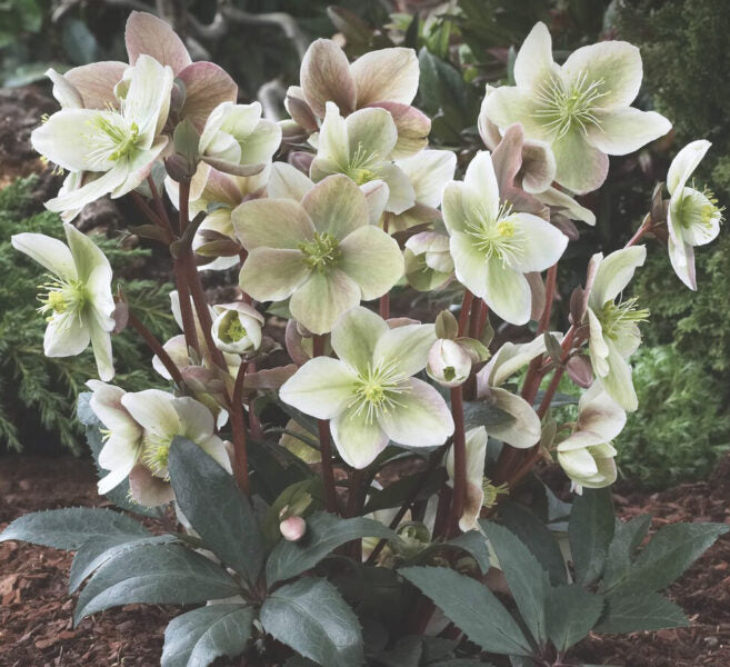 HELLEBORUS WINTER SUNSHINE VASO 15CM