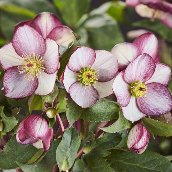 HELLEBORUS ICE N’ ROSES PICOTEE ROSA DI NATALE VASO 15CM