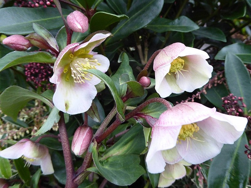 HELLEBORUS WINTER BELLS ROSA DI NATALE VASO 23CM