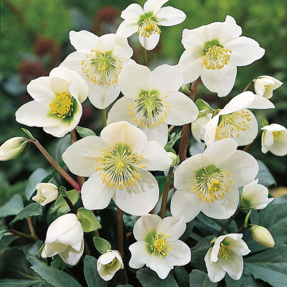 HELLEBORUS NIGER ROSA DI NATALE VASO 14CM
