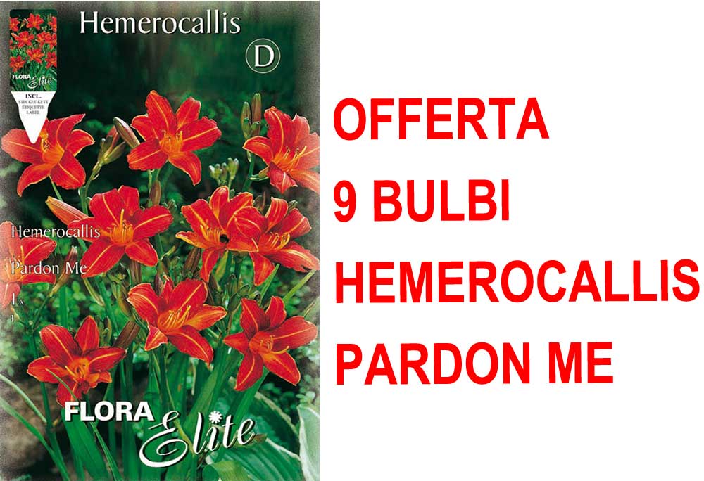 OFFERTA 9 BULBI DI HEMEROCALLIS PARDON ME