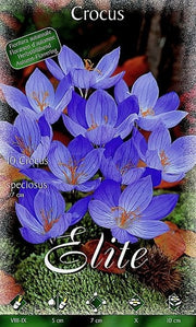 CROCUS SPECIOSUS (CONFEZIONE DA 10 BULBI)