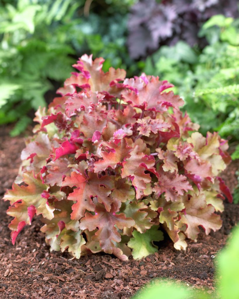 HEUCHERA MARMALADE IN VASO 12CM