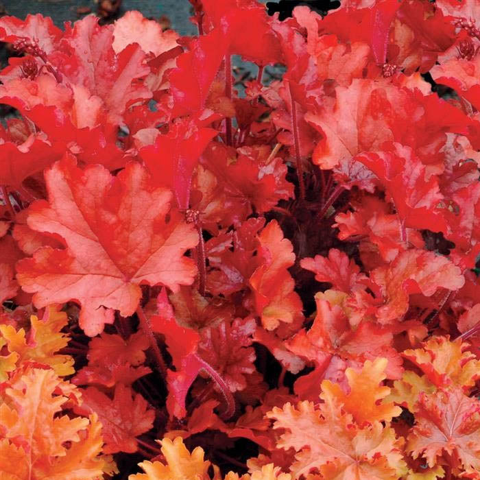 HEUCHERA PEACH FLAMBE' VASO 18CM