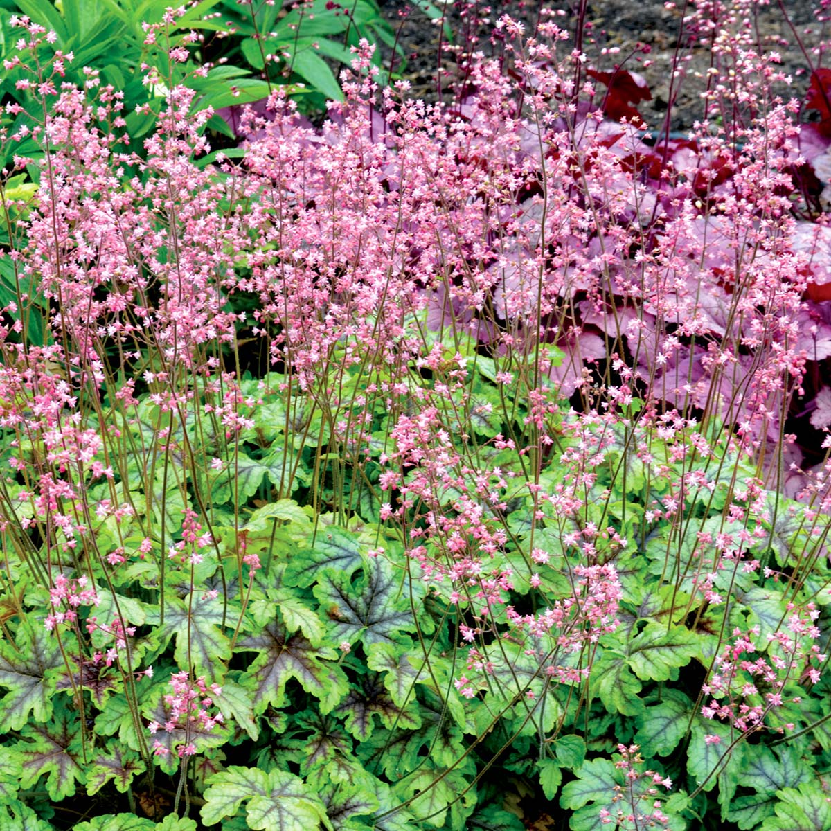 HEUCHERA TAPESTRY IN VASO 12CM