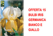 OFFERTA 15 BULBI IRIS GERMANICA BIANCO E GIALLO