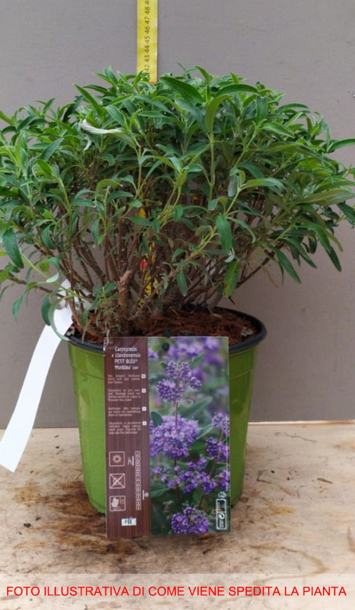 CARYOPTERIS CLAN PETITE BLUE VASO 18CM