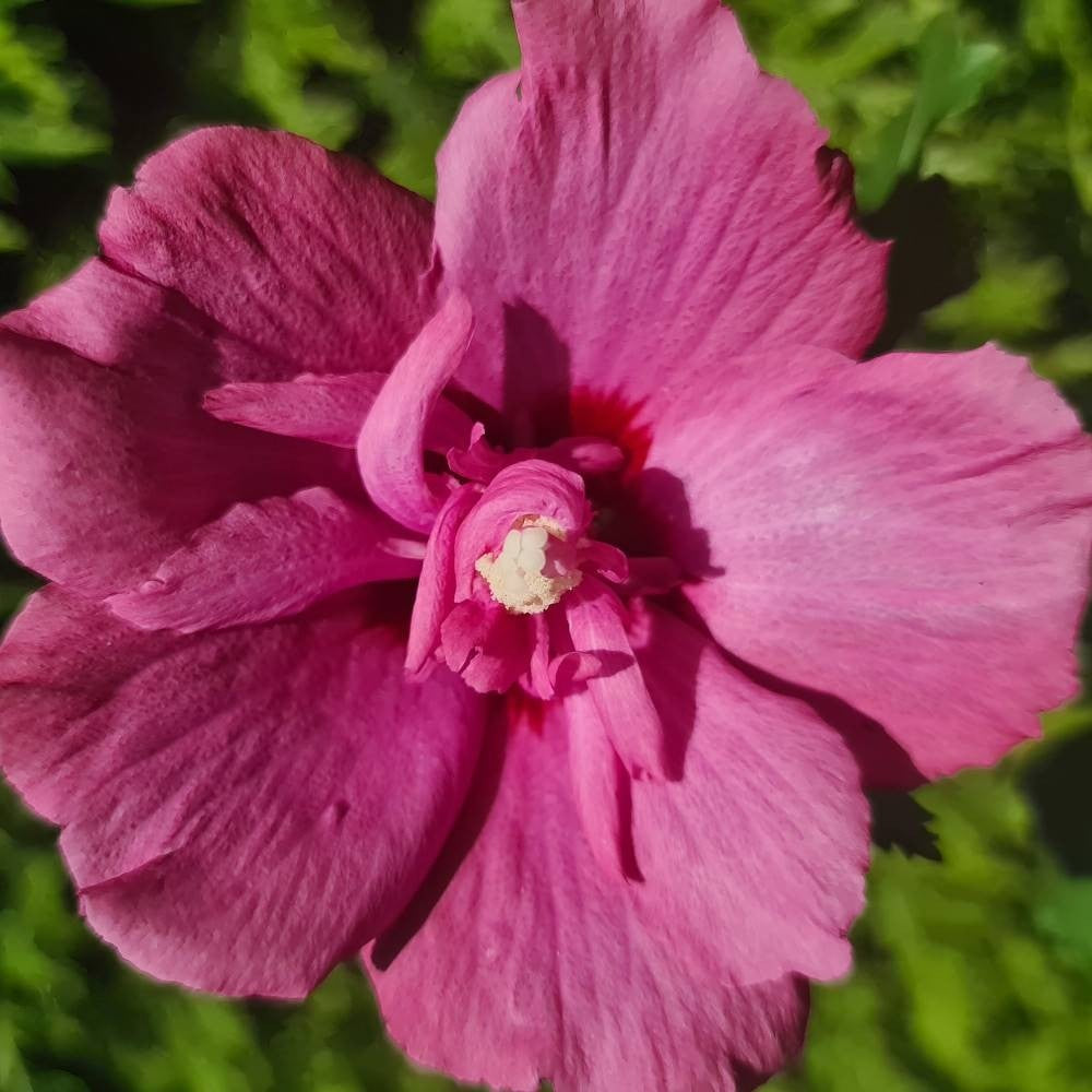 HIBISCUS IBISCO SYRIACUS RUBY IN VASO 21CM