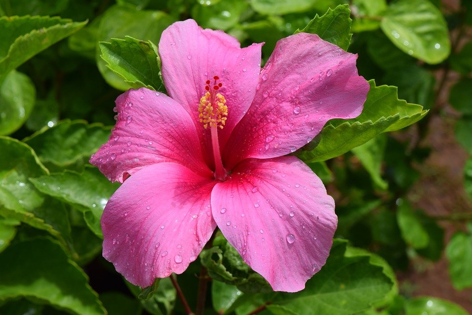 HIBISCUS IBISCO ROSA IN VASO 19CM
