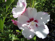 IBISCO SYRIACUS PINKY SPOT IN VASO 24CM