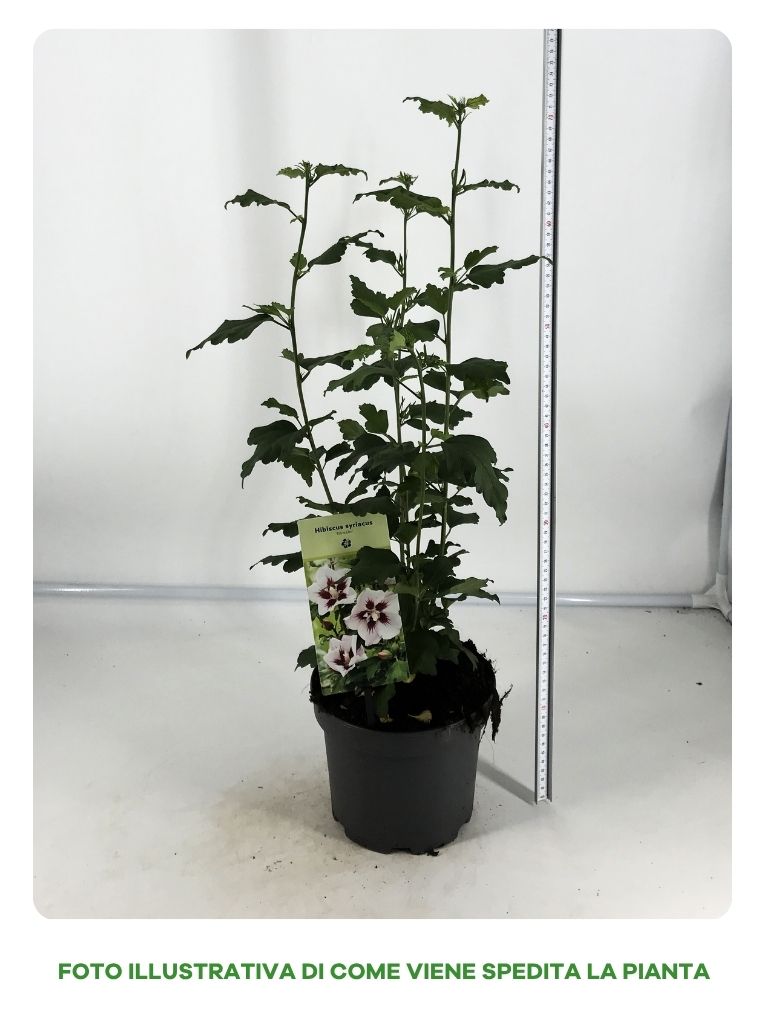 IBISCO SYRIACUS HAMABO IN VASO 18CM