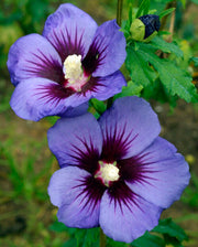 IBISCO SYRIACUS HAWAII IN VASO 23CM