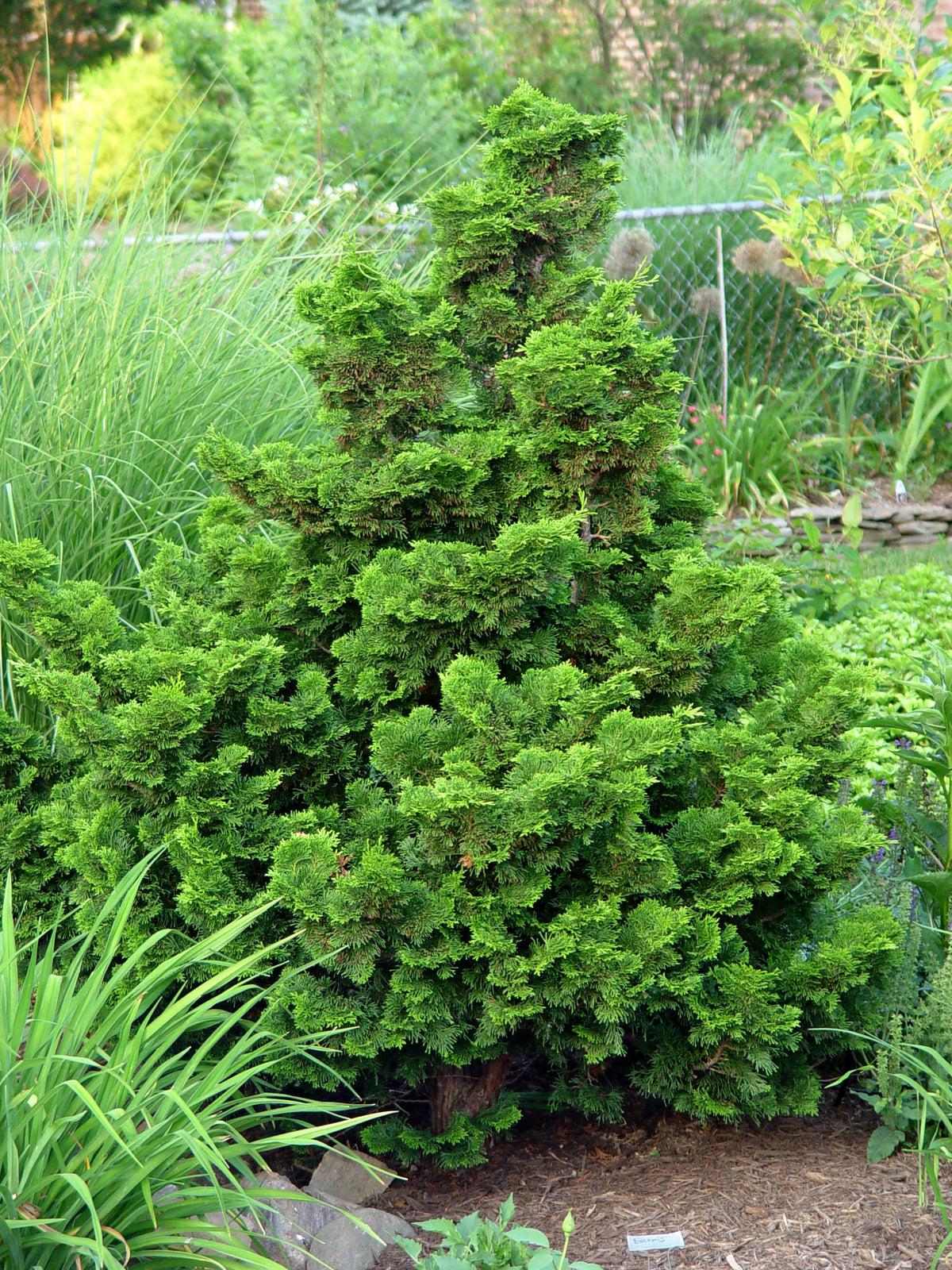 CHAMAECYPARIS OBTUSA NANA GRACILIS VASO 19CM