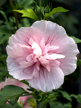 IBISCO CHIFFON ROSA IN VASO 19CM