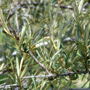 OLIVELLO SPINOSO IN VASO 15CM (IMPOLLINATORE MASCHIO)